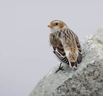 Snow Bunting (Plectrophenax nivalis) photo image