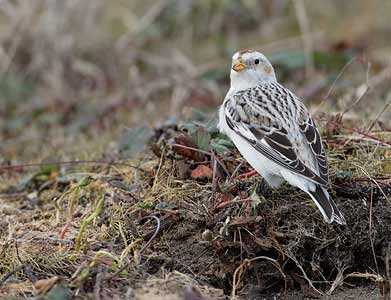 Snow Bunting (Plectrophenax nivalis) photo image