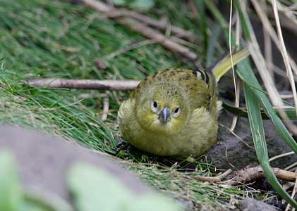 Inaccessible Island Finch (Nesospiza acunhae) photo image