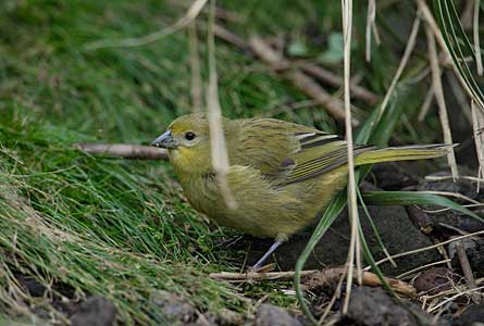 Inaccessible Island Finch (Nesospiza acunhae) photo image