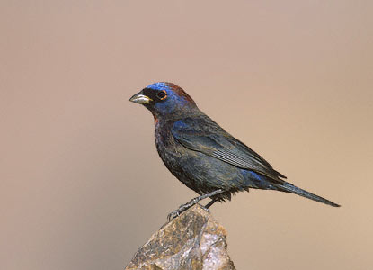 Varied Bunting (Passerina versicolor) photo image