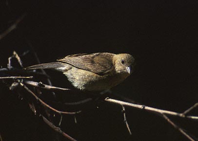Varied Bunting (Passerina versicolor) photo image