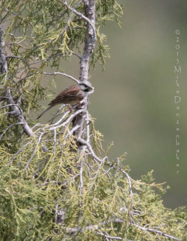White-capped Bunting (Emberiza stewarti) photo