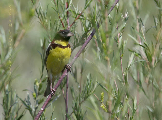 Yellow-breasted Bunting (Emberiza aureola) photo image