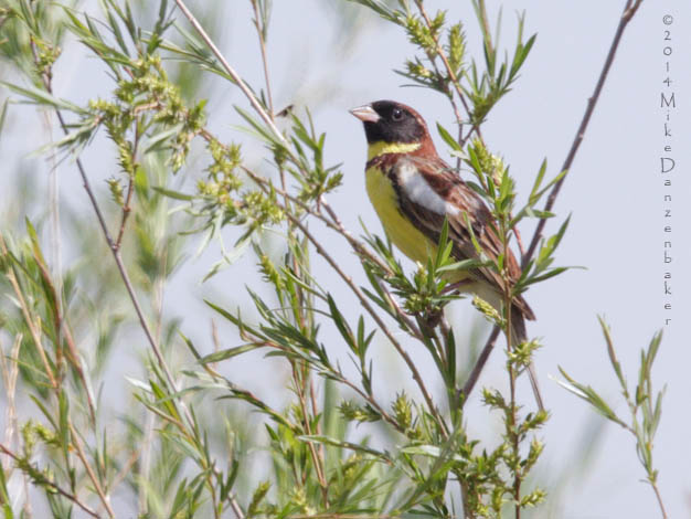 Yellow-breasted Bunting (Emberiza aureola) photo image
