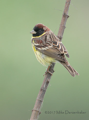 Yellow-breasted Bunting (Emberiza aureola) photo image