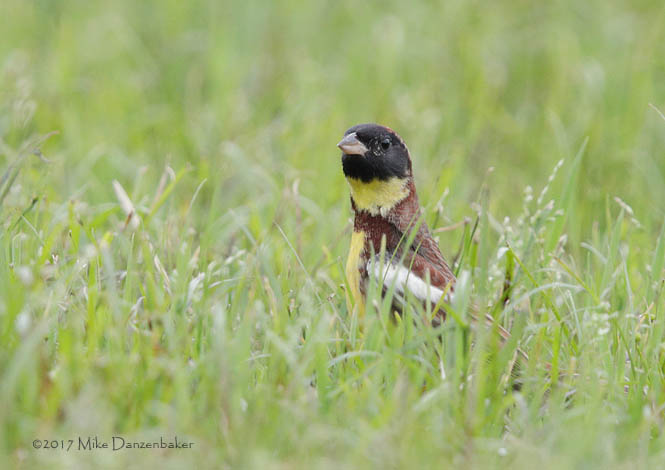 Yellow-breasted Bunting (Emberiza aureola) photo image
