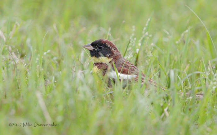 Yellow-breasted Bunting (Emberiza aureola) photo image
