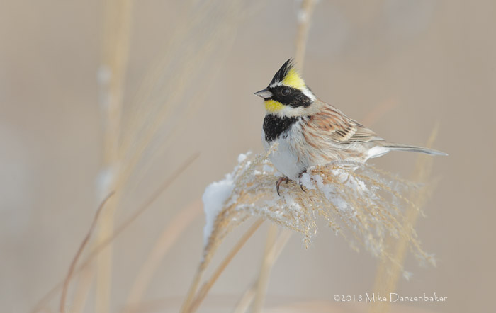 Yellow-throated Bunting (Emberiza elegans) photo image