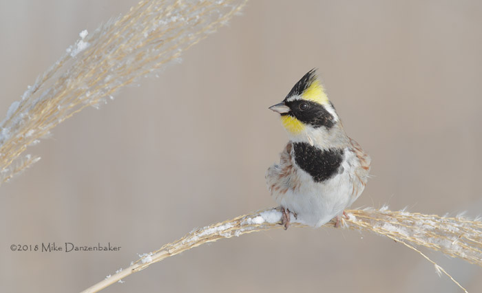 Yellow-throated Bunting (Emberiza elegans) photo image