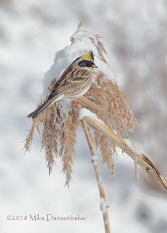 Yellow-throated Bunting (Emberiza elegans) photo image