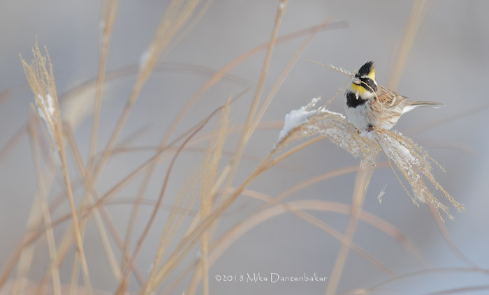 Yellow-throated Bunting (Emberiza elegans) photo image