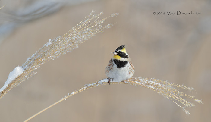 Yellow-throated Bunting (Emberiza elegans) photo image