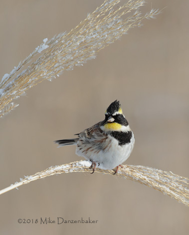 Yellow-throated Bunting (Emberiza elegans) photo image