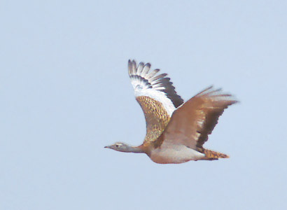 Great Bustard (Otis tarda) photo image