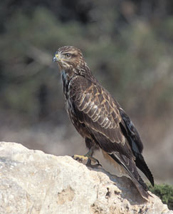 Common Buzzard (Buteo buteo) photo image