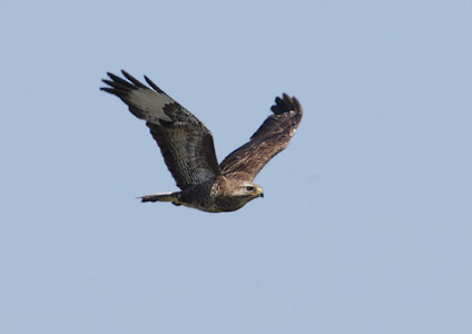 Common Buzzard (Buteo buteo) photo image