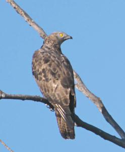European Honey Buzzard (Pernis apivorus) photo image