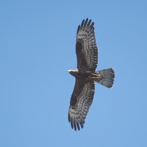 European Honey Buzzard (Pernis apivorus) photo image