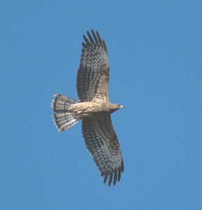 European Honey Buzzard (Pernis apivorus) photo image