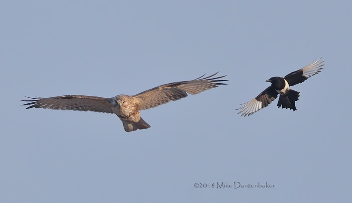 Eastern Buzzard (Buteo japonicus) photo