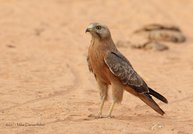 Grasshopper Buzzard (Butastur rufipennis) photo image