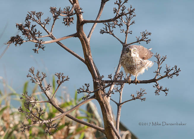 Grey-faced Buzzard (Butastur indicus) photo image