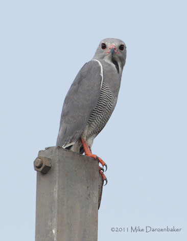 Lizard Buzzard (Kaupifalco monogrammicus) photo image
