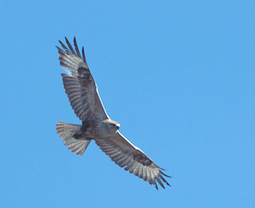 Long-legged Buzzard (Buteo rufinus) photo image
