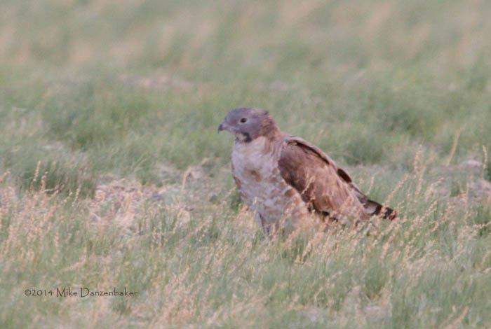 Crested Honey Buzzard (Pernis ptilorhynchus) photo image