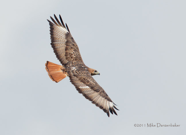 Red-necked Buzzard (Buteo auguralis) Photo Image