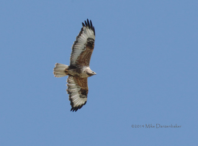 Upland Buzzard (Buteo hemilasius) photo