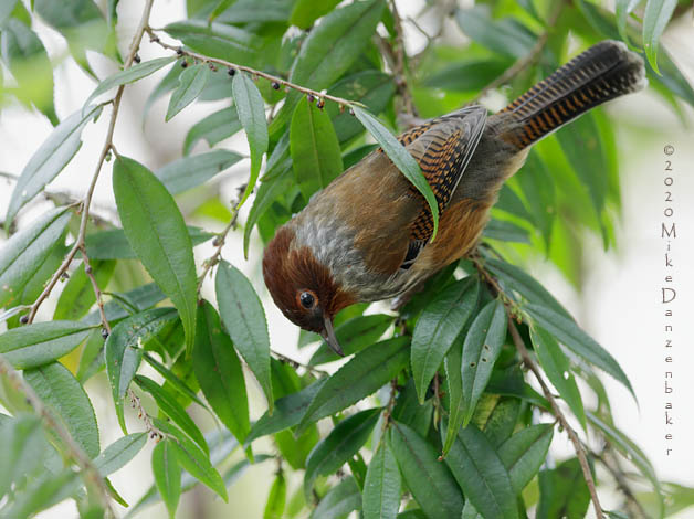 Taiwan Barwing (Actinodura morrisoniana) photo image