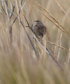 Many-striped Canastero (Asthenes flammulata) photo image