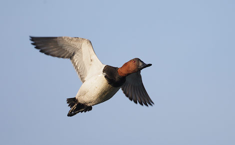 Canvasback (Aythya valisineria) photo image