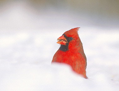 Northern Cardinal (Cardinalis cardinalis) photo image