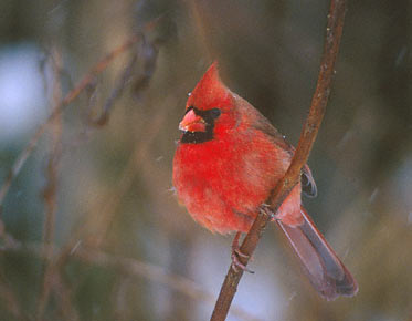 Northern Cardinal (Cardinalis cardinalis) photo image