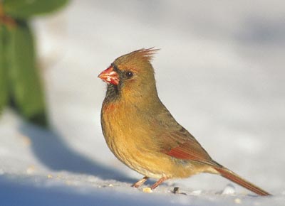 Northern Cardinal (Cardinalis cardinalis) photo image