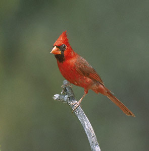 Northern Cardinal (Cardinalis cardinalis) photo image