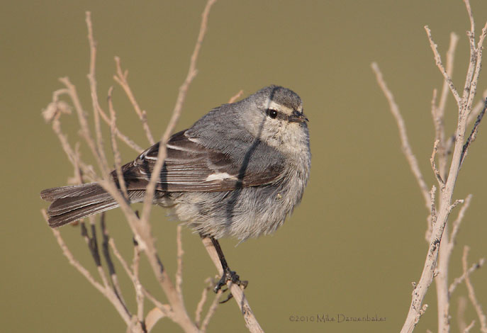 Cinereous Conebill (Conirostrum cinereum) photo image
