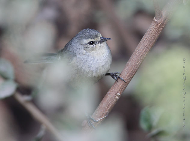Cinereous Conebill (Conirostrum cinereum) photo image
