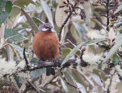 Giant Conebill (Oreomanes fraseri) photo image