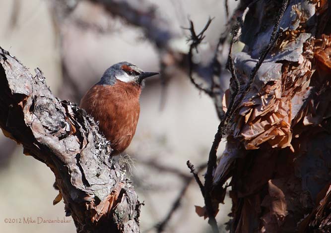 Giant Conebill (Oreomanes fraseri) photo image