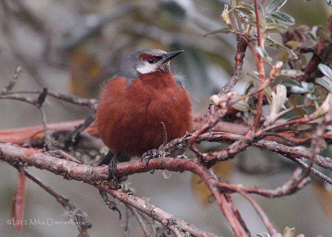 Giant Conebill (Oreomanes fraseri) photo image