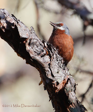 Giant Conebill (Oreomanes fraseri) photo image