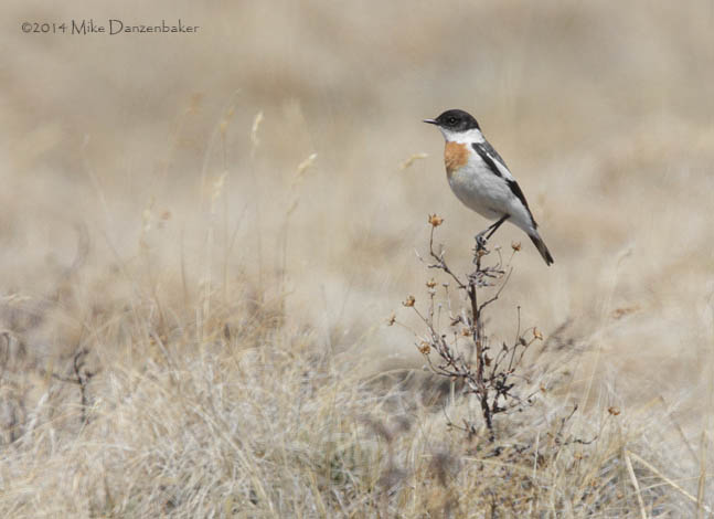 White-throated Bush Chat (Saxicola insignis) photo image