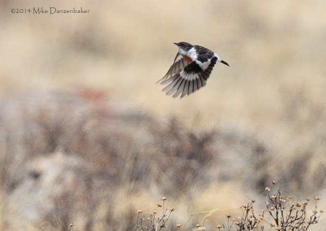 White-throated Bush Chat (Saxicola insignis) photo image
