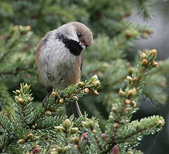 Boreal Chickadee (Poecile hudsonicus) photo image
