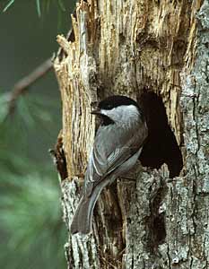 Carolina Chickadee (Poecile carolinensis) photo image