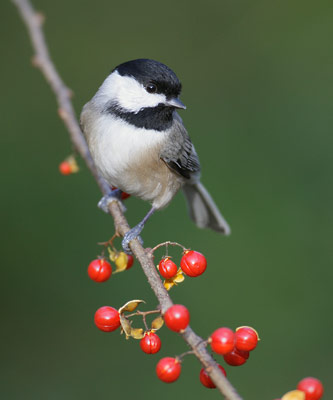 Carolina Chickadee (Poecile carolinensis) photo image
